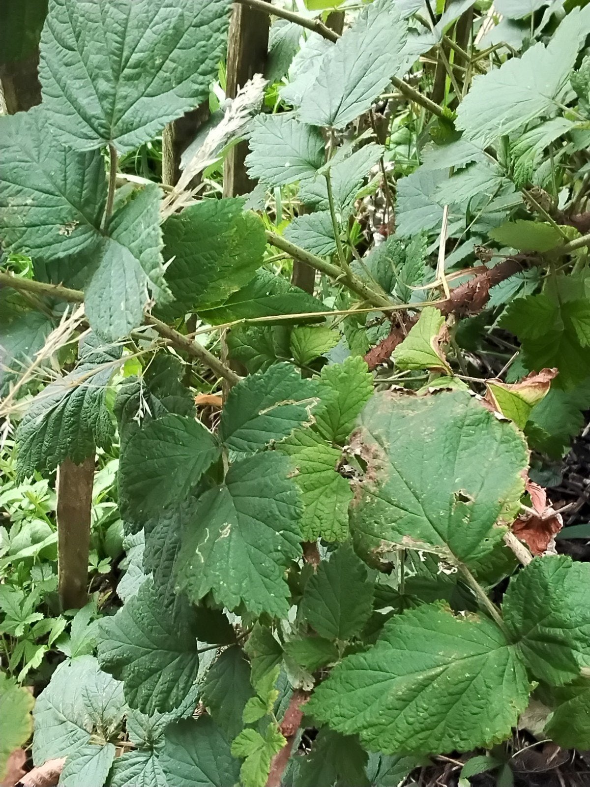 Frambozenplant - Heerlijke Zomerkoninkjes voor uw Tuin, Tuin en Terras, Ophalen, Volle zon, Vaste plant, Zomer