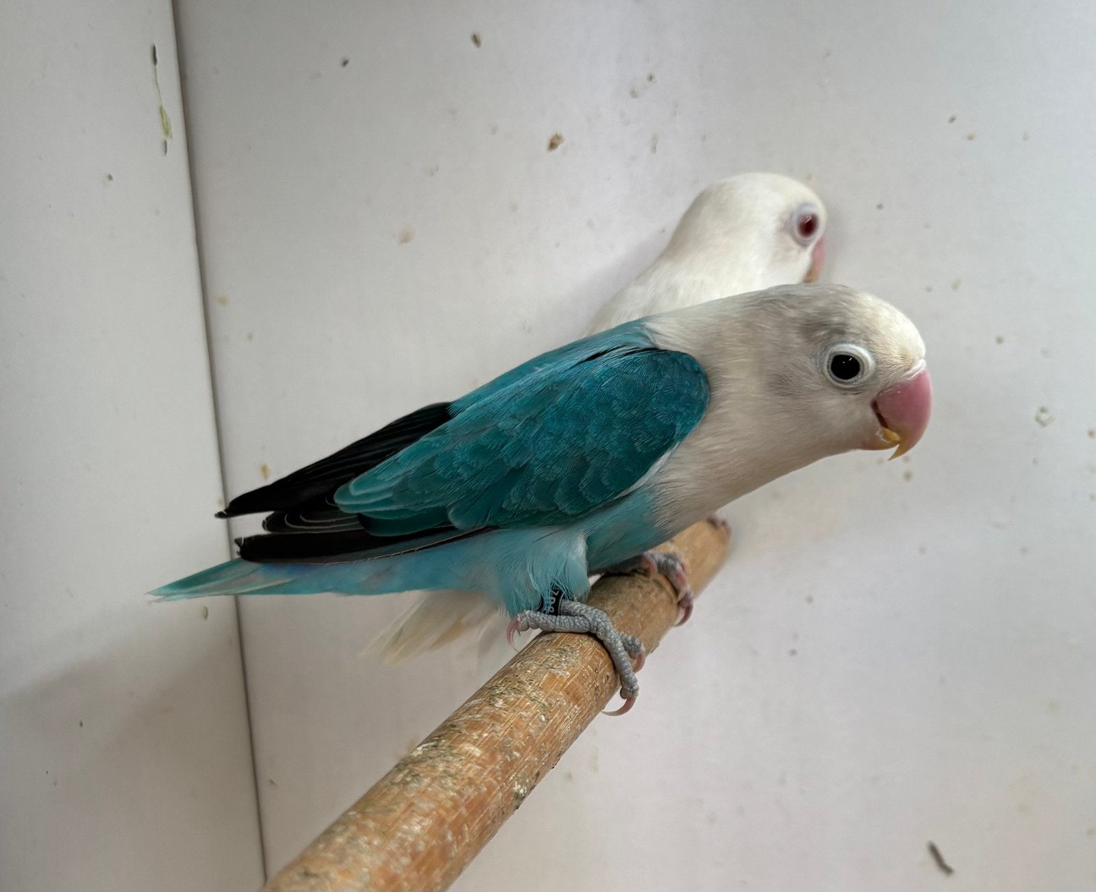 Bewezen kweek pop Agapornis fischeri blauw opaline split ino, Dieren en Toebehoren, Vogels | Parkieten en Papegaaien, Vrouwelijk