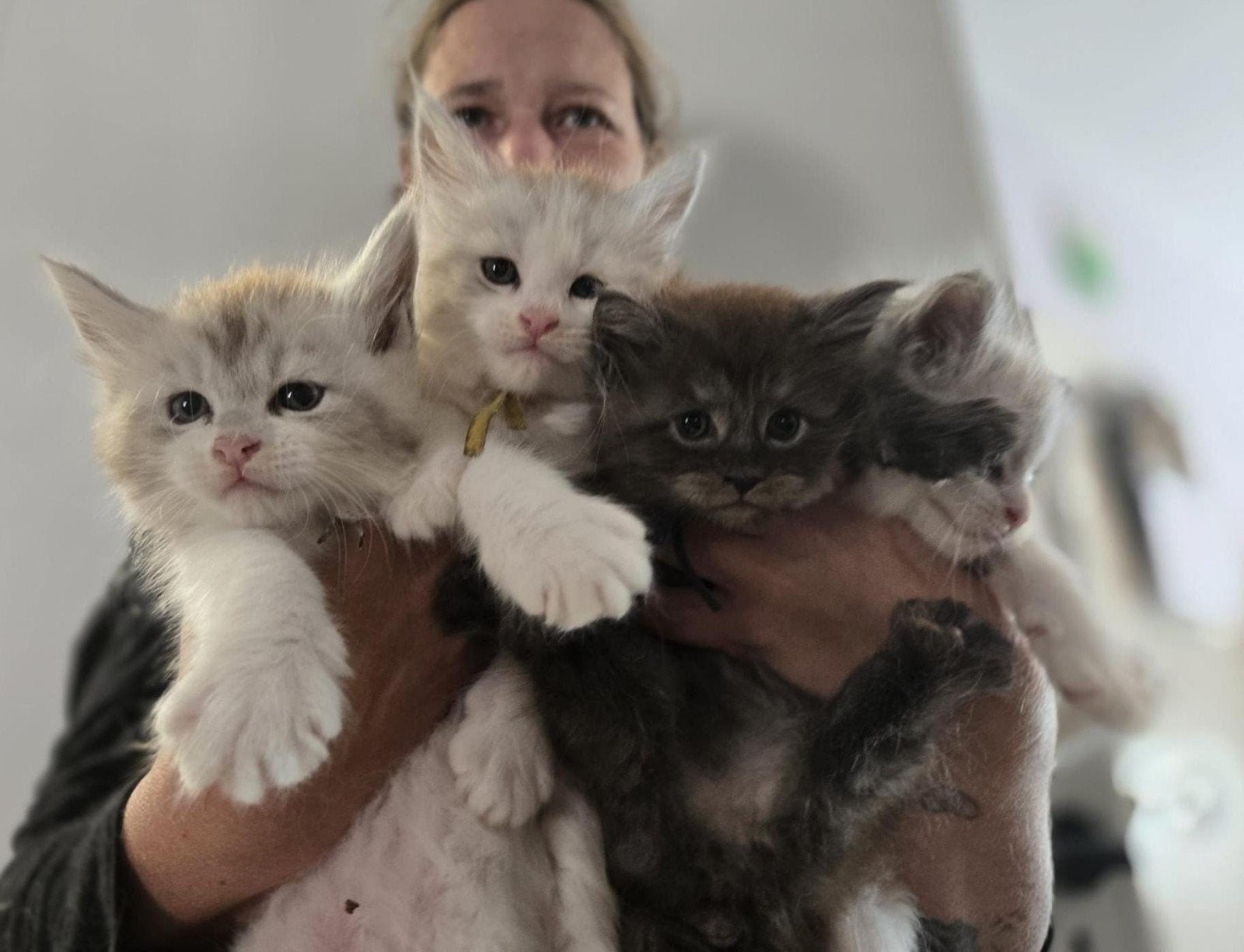 maine coon kittens met stamboom, rus shaded lijn NOG 1, Meerdere dieren, Met stamboom, 0 tot 2 jaar
