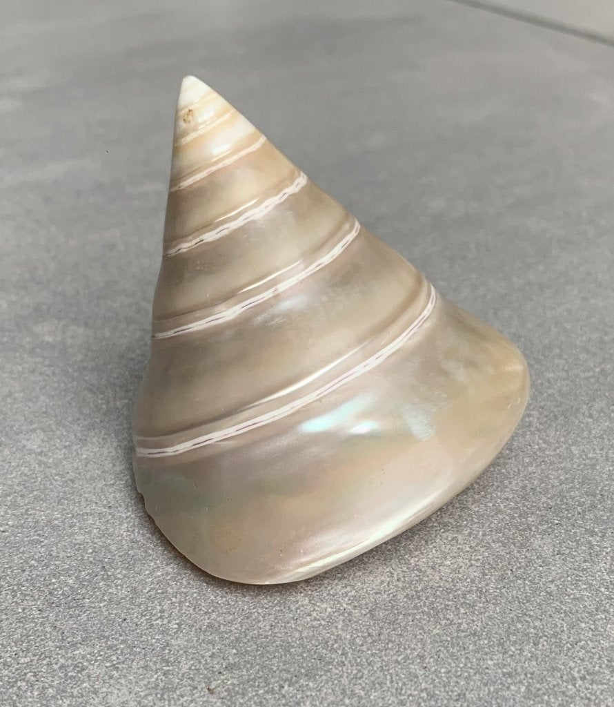 Schelp Parelmoer TROCHUS PYRAMIS - 7 cm hoog, Ophalen of Verzenden, Schelp(en)
