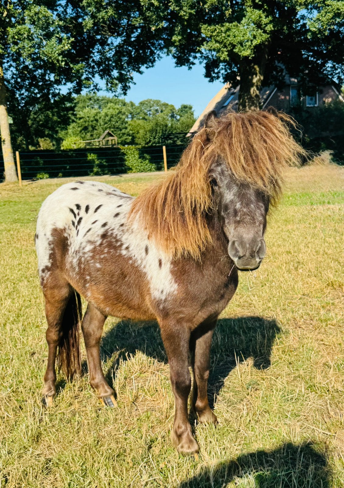 Super gefokte Appaloosa merries en 2 hengstveulens, Met stamboom, Niet van toepassing, 0 tot 2 jaar, A pony (tot 1.17m)