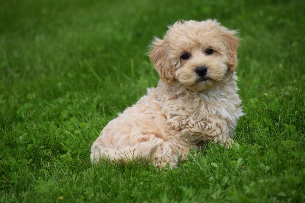 Maltipoo pups diverse kleuren, 15 weken tot 1 jaar, Buitenland, Parvo, Meerdere