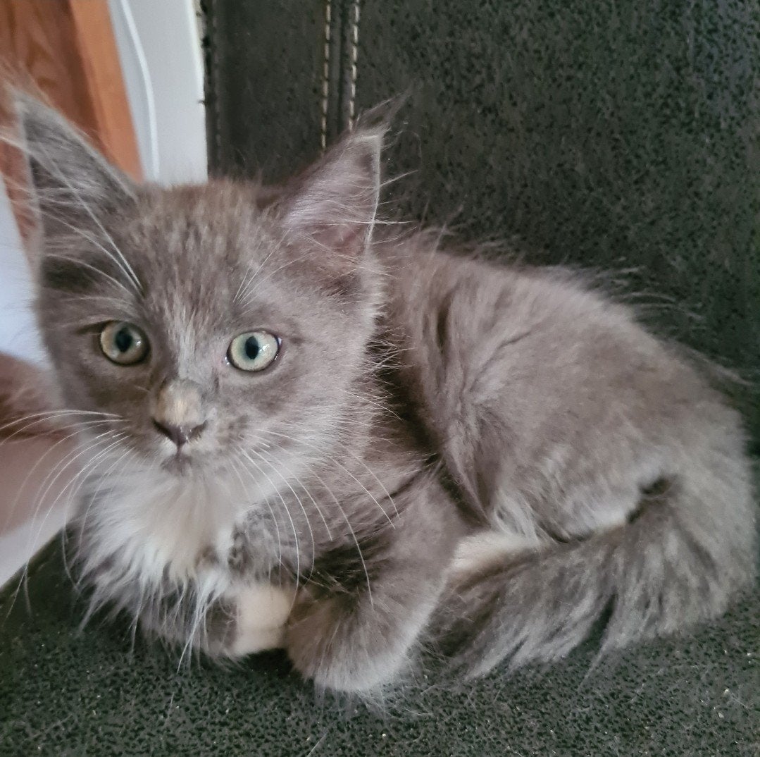 Mainecoon x Ragdoll kittens, Dieren en Toebehoren, Katten en Kittens | Raskatten | Langhaar, Meerdere dieren, Ontwormd, 0 tot 2 jaar