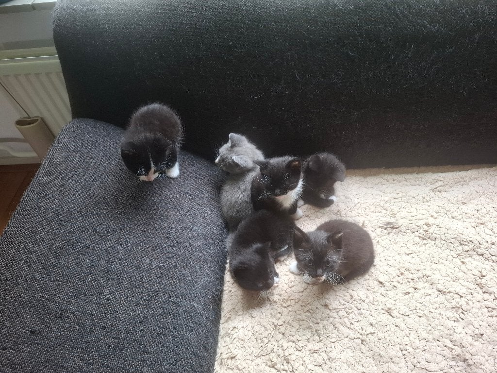 Kittens lapjeskat (zwart met witte pootjes), Dieren en Toebehoren, Katten en Kittens | Overige Katten, Meerdere dieren, Kortharig