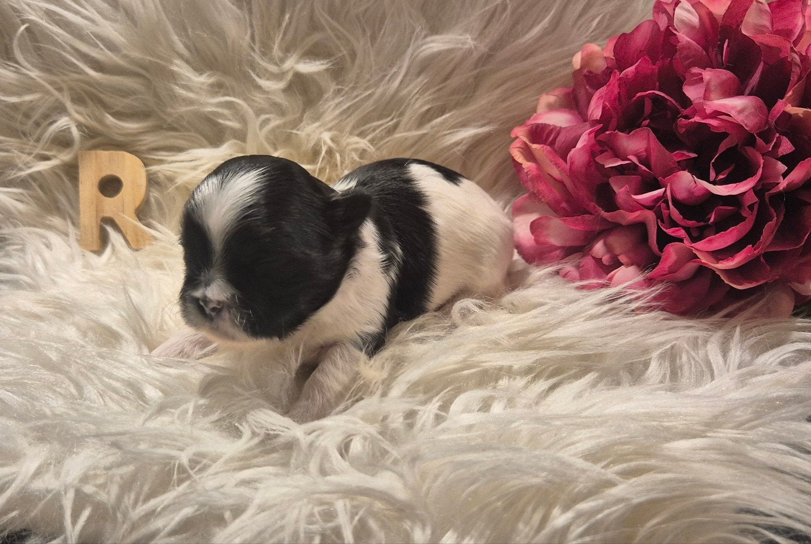 lhasa apso pups, Dieren en Toebehoren, Honden | Chihuahua's en Gezelschapshonden, Overige rassen, 8 tot 15 weken, Meerdere, Meerdere dieren