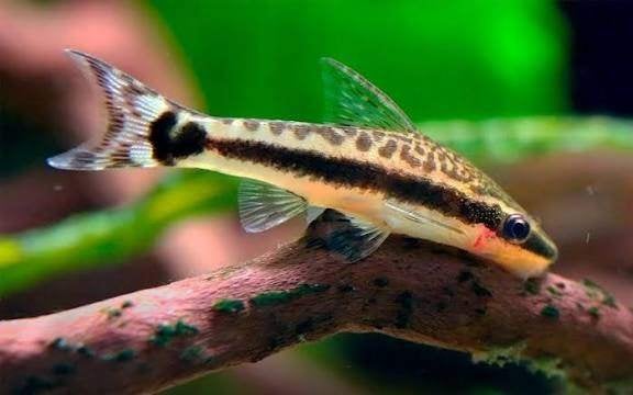 otocinclus €2,95, Vis, Zoetwatervis