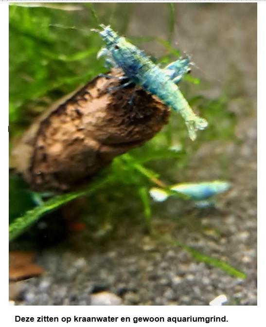 Bleu bolt garnalen, Dieren en Toebehoren, Vissen | Aquariumvissen, Kreeft, Krab of Garnaal, Zoetwatervis, Schoolvis