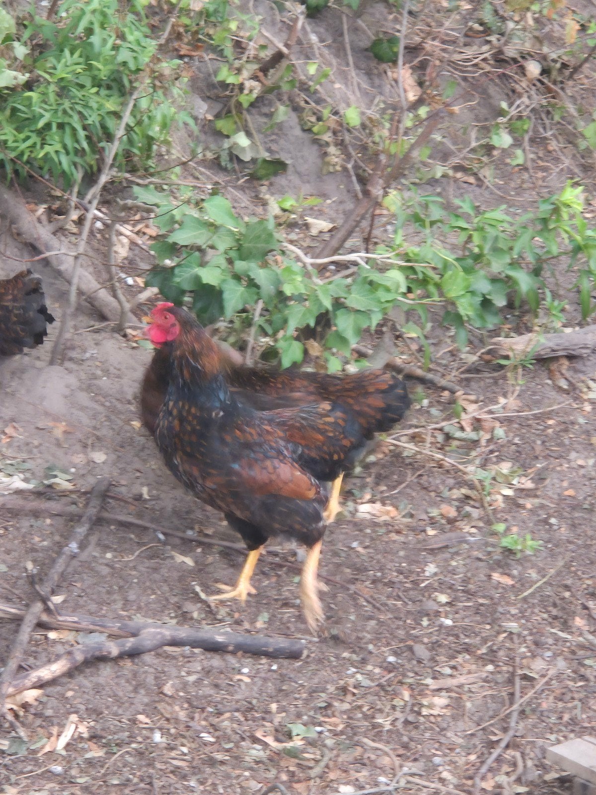 wyandotte haan, Dieren en Toebehoren, Mannelijk, Kip