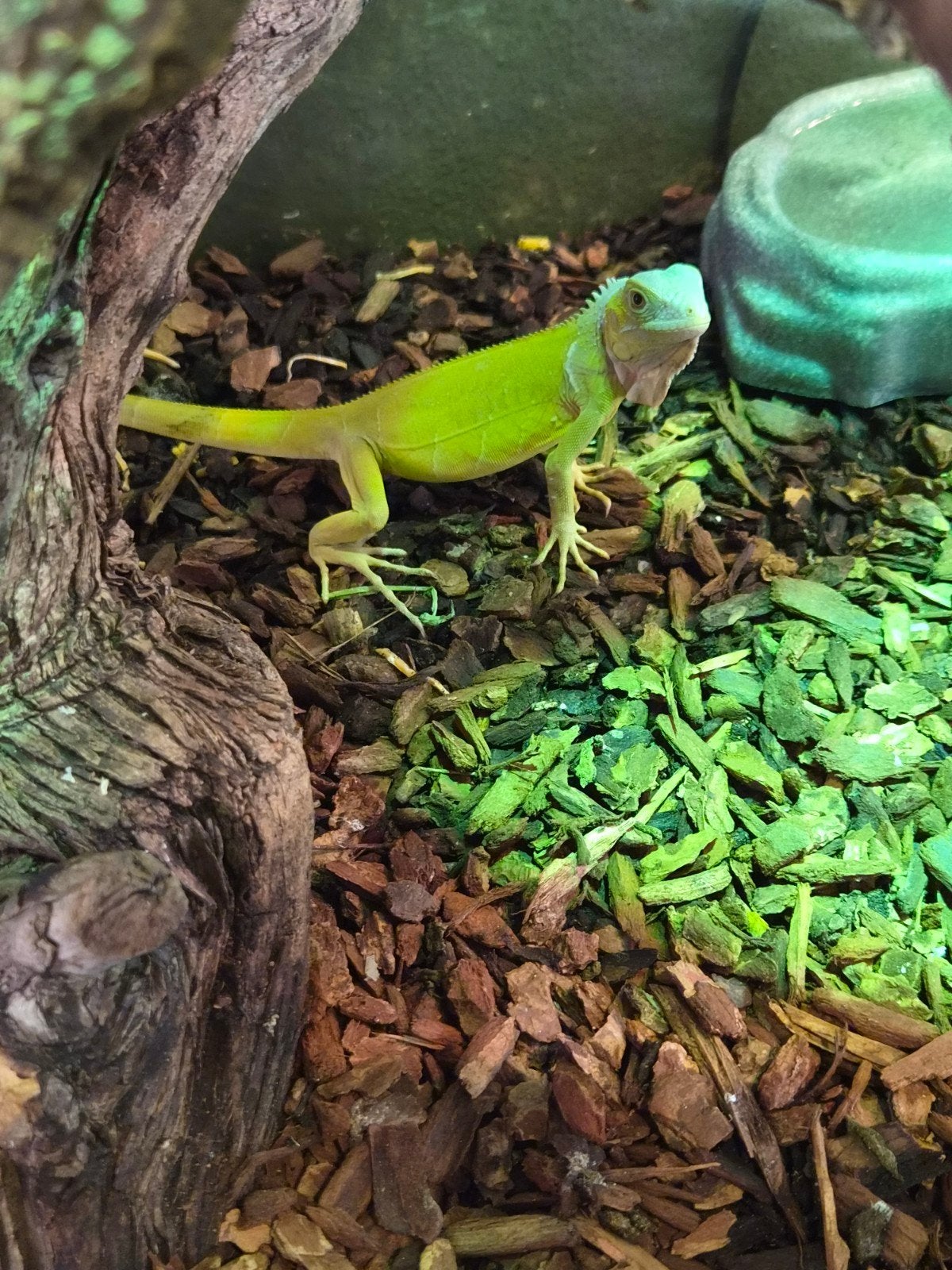 lime leguaan tekoop, Hagedis, 0 tot 2 jaar