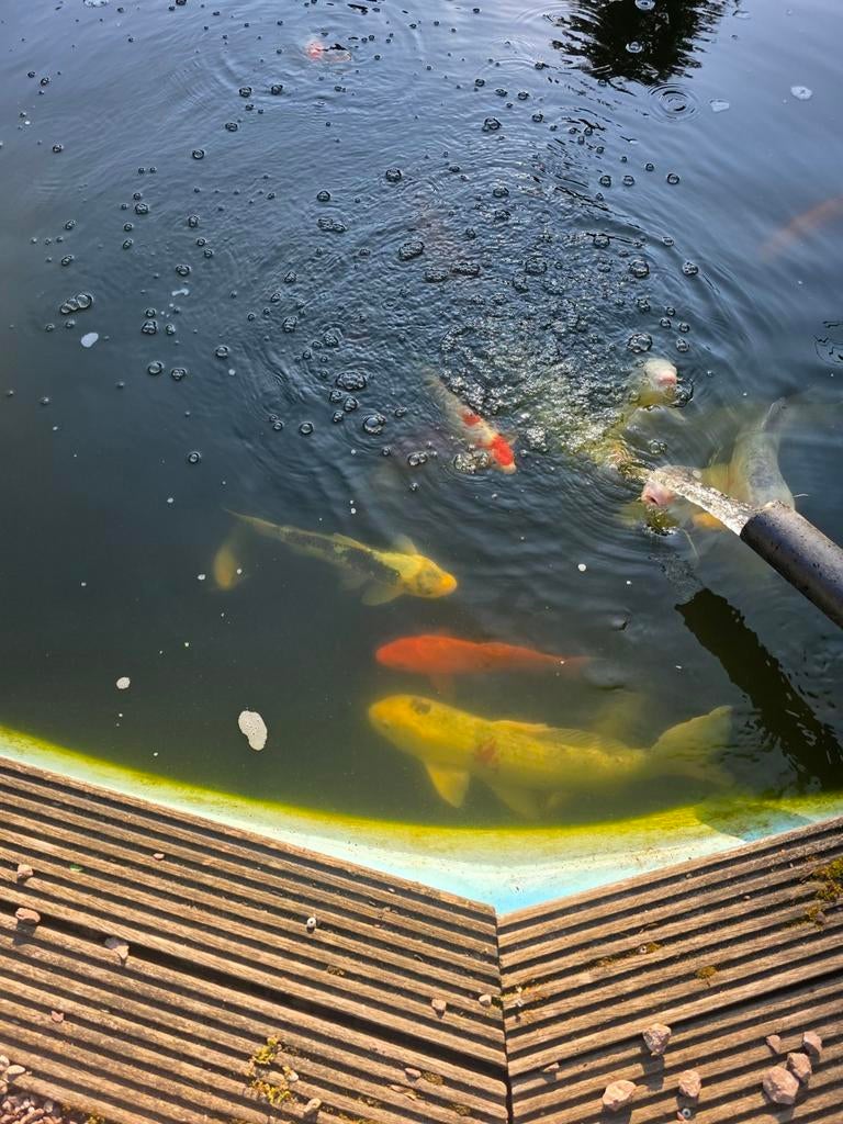 Koi karpers, Dieren en Toebehoren, Karper of Koi