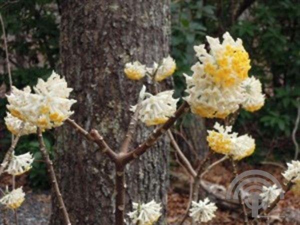 PAPIERHEESTER Edgeworthia chrysan. Grandiflora  Winterbloei, Overige soorten, Volle zon, Vaste plant, Ophalen of Verzenden