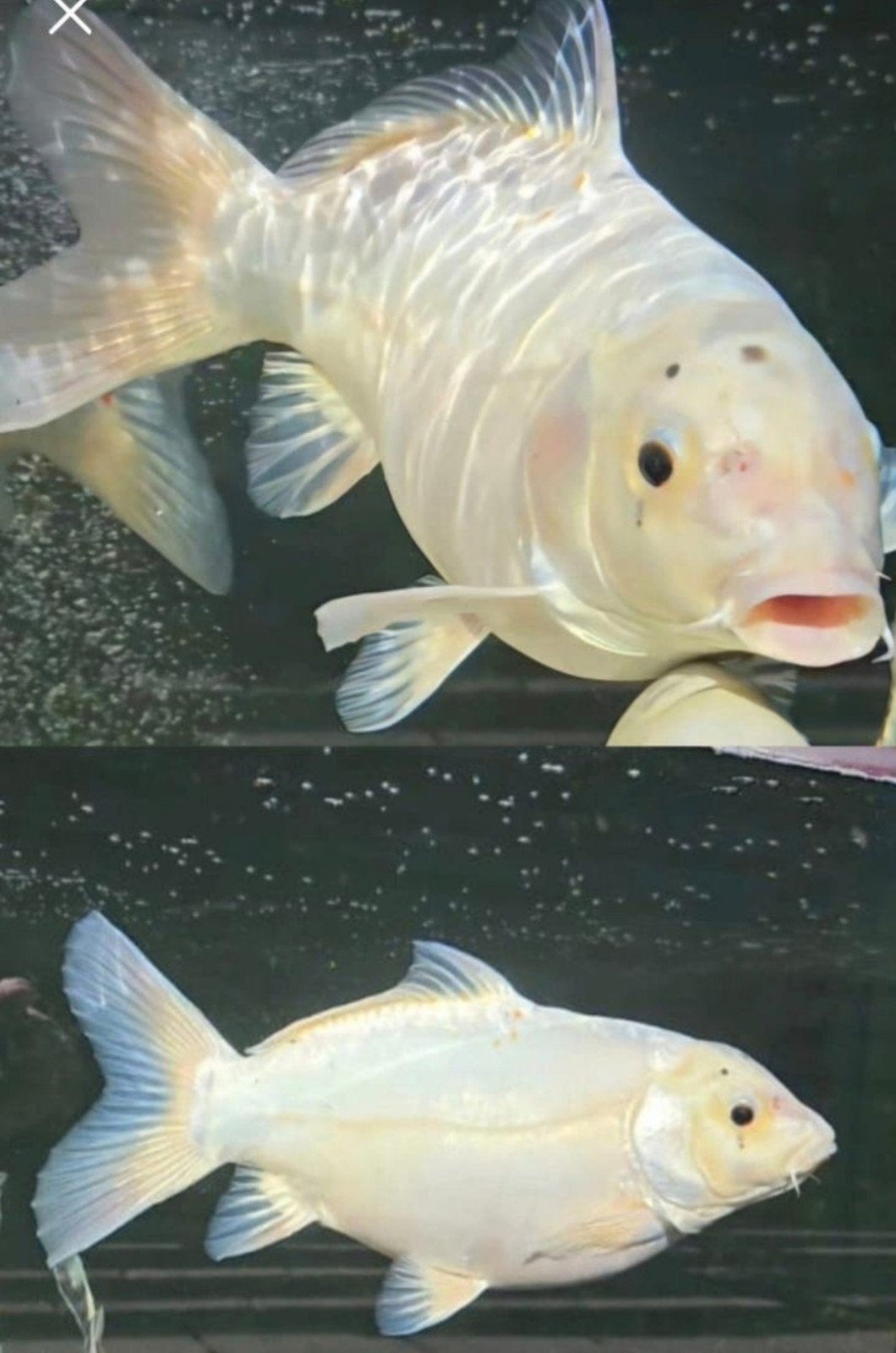 Koi karper 50cm, Dieren en Toebehoren, Vissen | Vijvervissen, Karper of Koi
