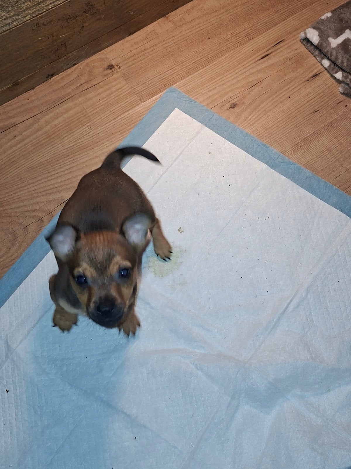 laag benige kruising jackrussel 1/3 chihuaua, Dieren en Toebehoren, Jack Russell Terriër, 8 tot 15 weken, Meerdere, Meerdere dieren