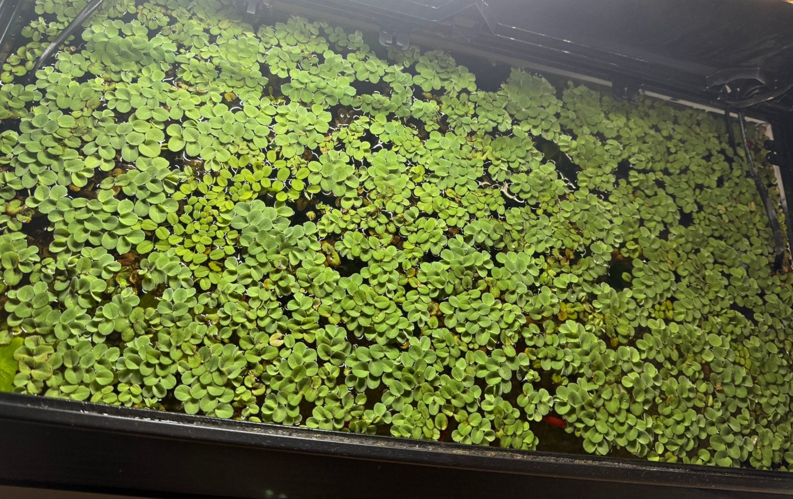 Drijfplanten, Dieren en Toebehoren, Ophalen, Zo goed als nieuw, Plant(en), Steen of Hout