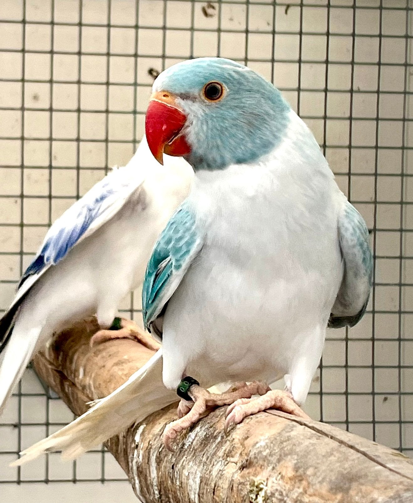 Halsbandparkiet Blauw opaline bleekstaart, Vrouwelijk, Parkiet, Geringd