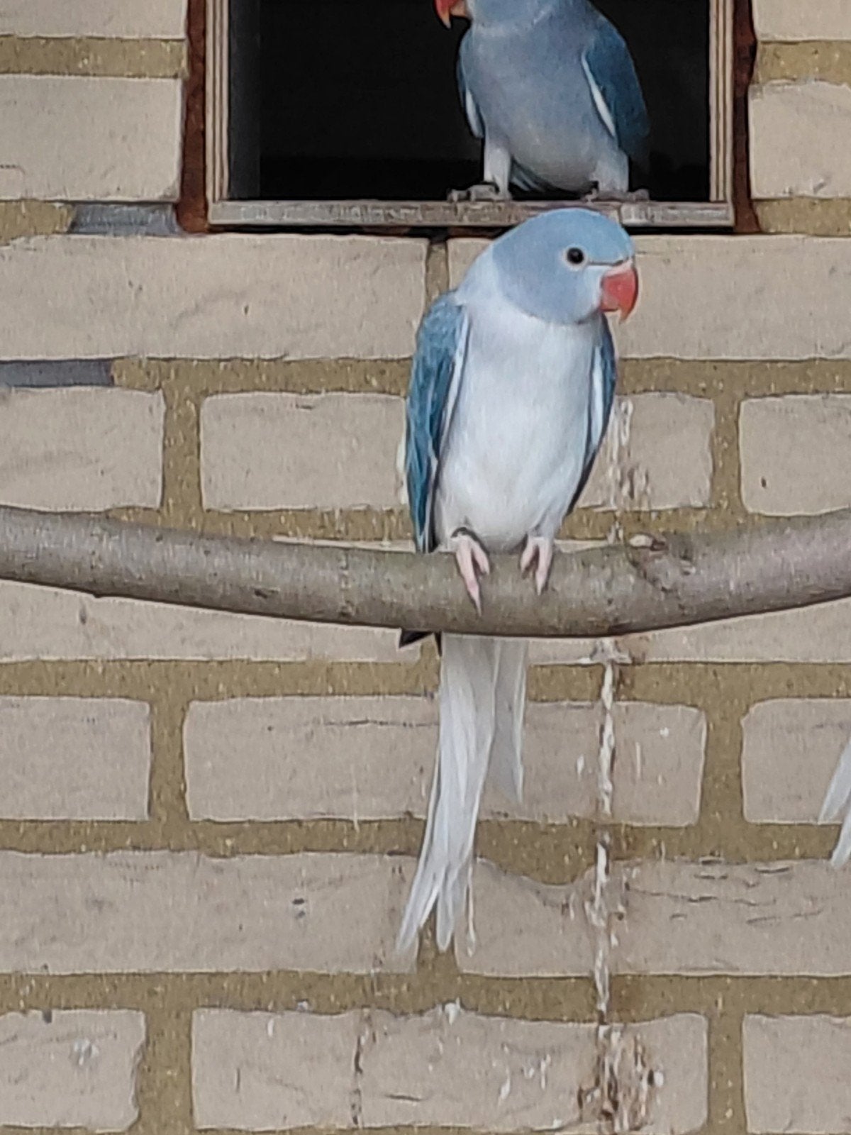 halsband parkiet aqua x violet, Dieren en Toebehoren, Vogels | Parkieten en Papegaaien, Meerdere dieren, Parkiet, Geringd