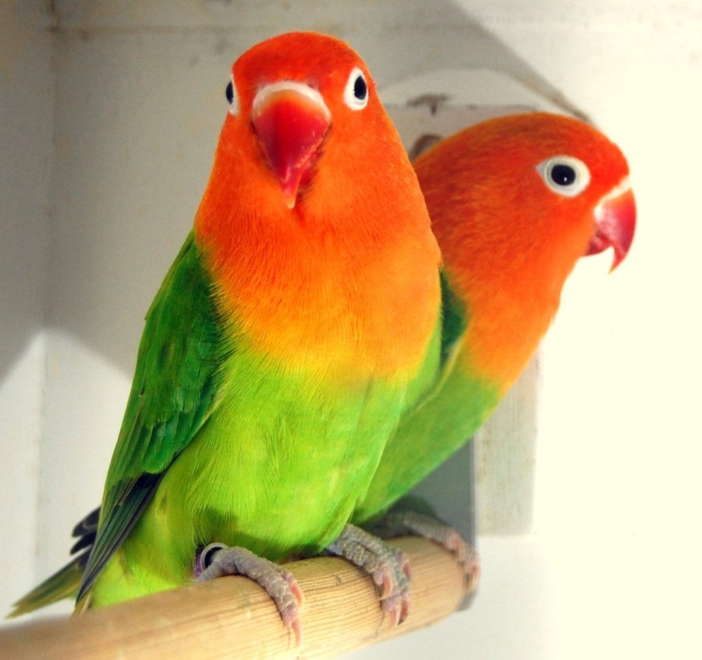 AGAPORNIS FISCHERIE GROEN OPALINE DNA GESEKST!, Dieren en Toebehoren, Vogels | Parkieten en Papegaaien, Meerdere dieren, Dwergpapegaai of Agapornis