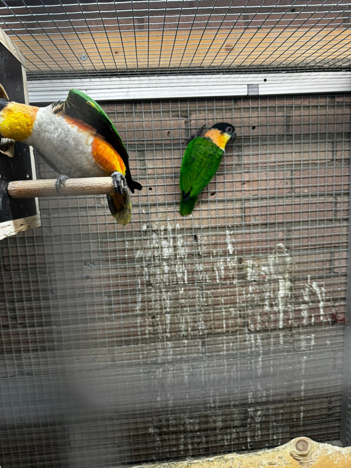 Te koop jonge zwartkop caique, Meerdere dieren, Papegaai, Geringd