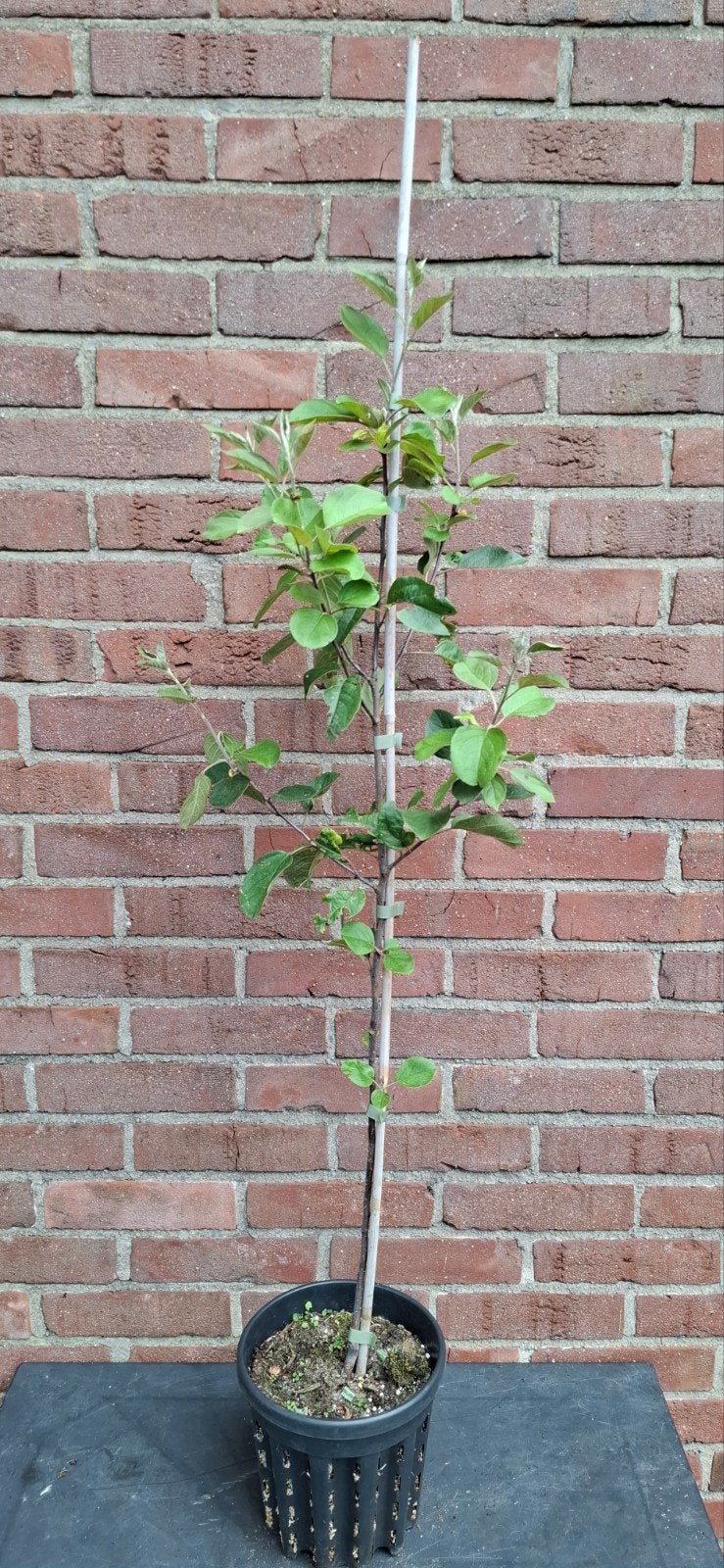 Malus transitoria 'Appletini', Ophalen, Minder dan 100 cm, Overige soorten, Lente