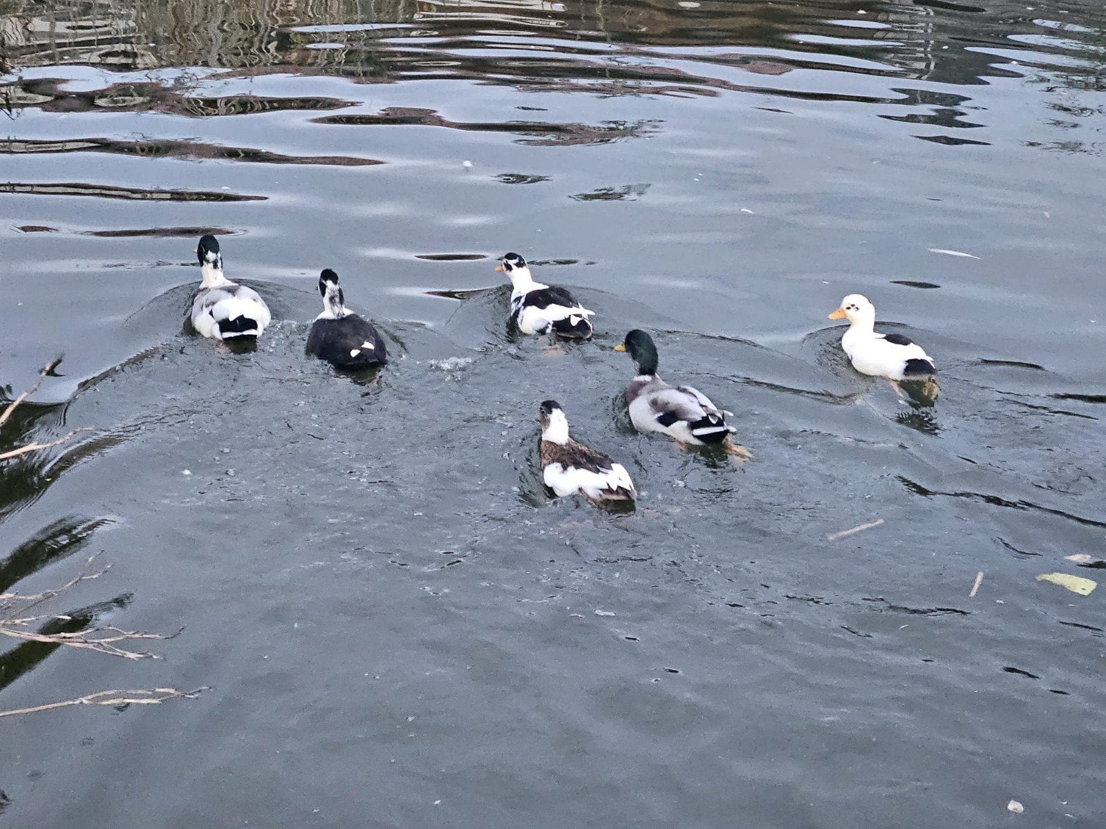hollandse kwakers 10 maanden oud, Dieren en Toebehoren, Meerdere dieren, Eend