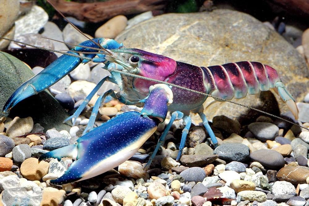 Gratis cherax kreeft, Dieren en Toebehoren, Vis