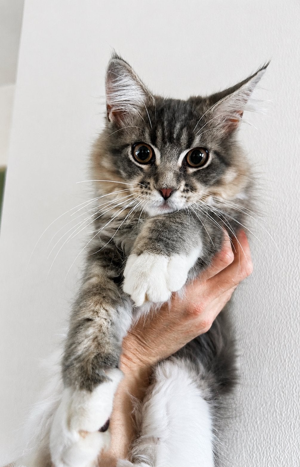 Prachtige maine coon kitten te koop, Dieren en Toebehoren, Poes