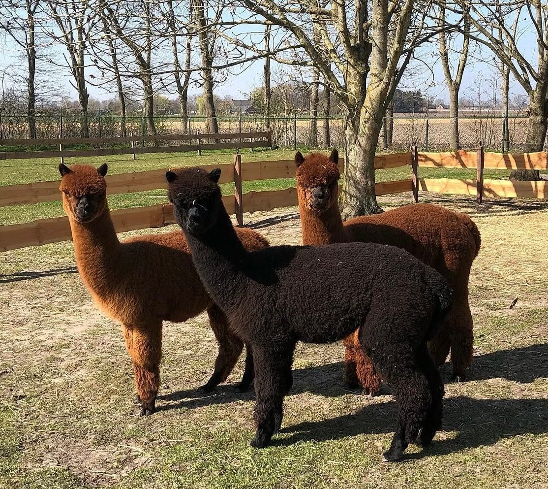 3 Alpaca’s te koop, Juni, Meerdere dieren