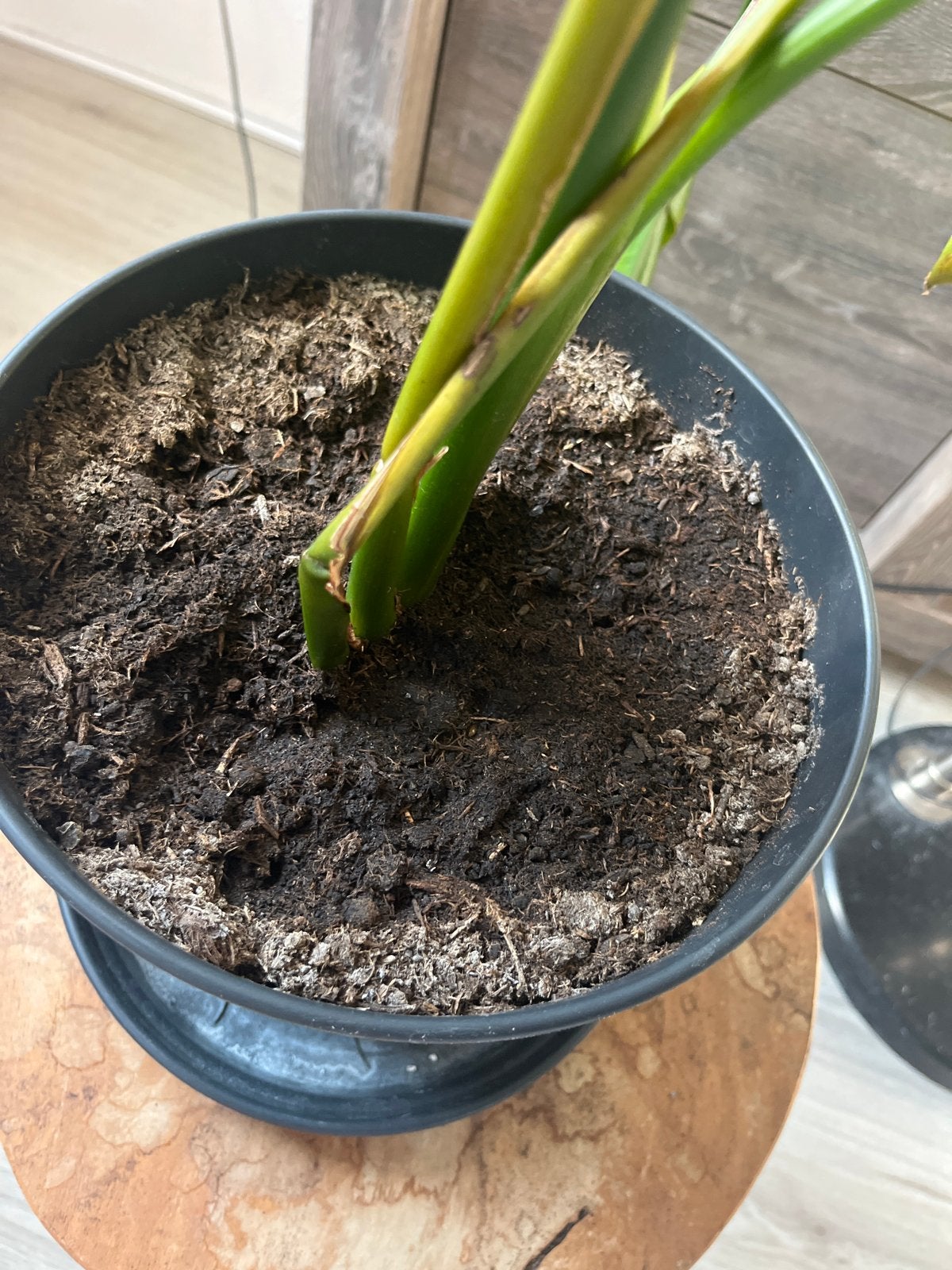 Twee gratis paradijsvogelplanten (Strelitzia), Volle zon, Vaste plant, Lente, Ophalen