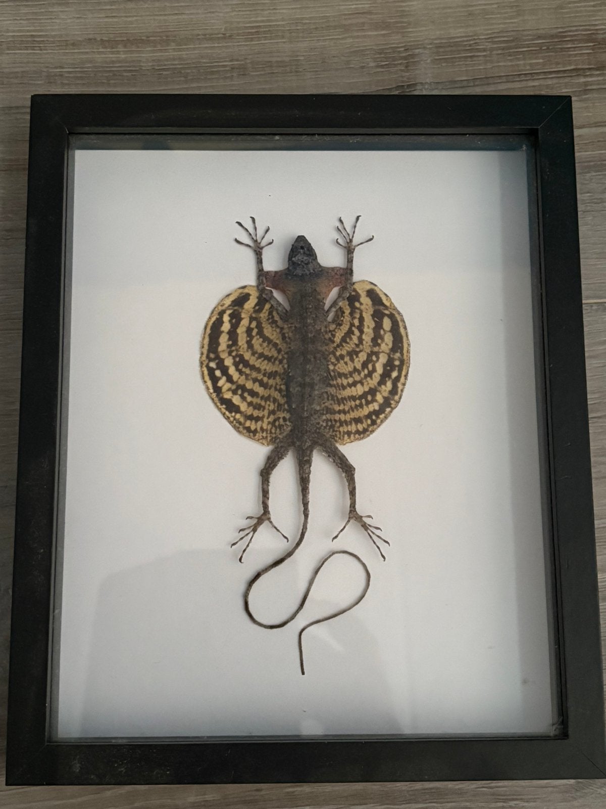 Vliegende Draak / Draco Volans, opgezet in lijst, Ophalen of Verzenden, Zo goed als nieuw, Opgezet dier