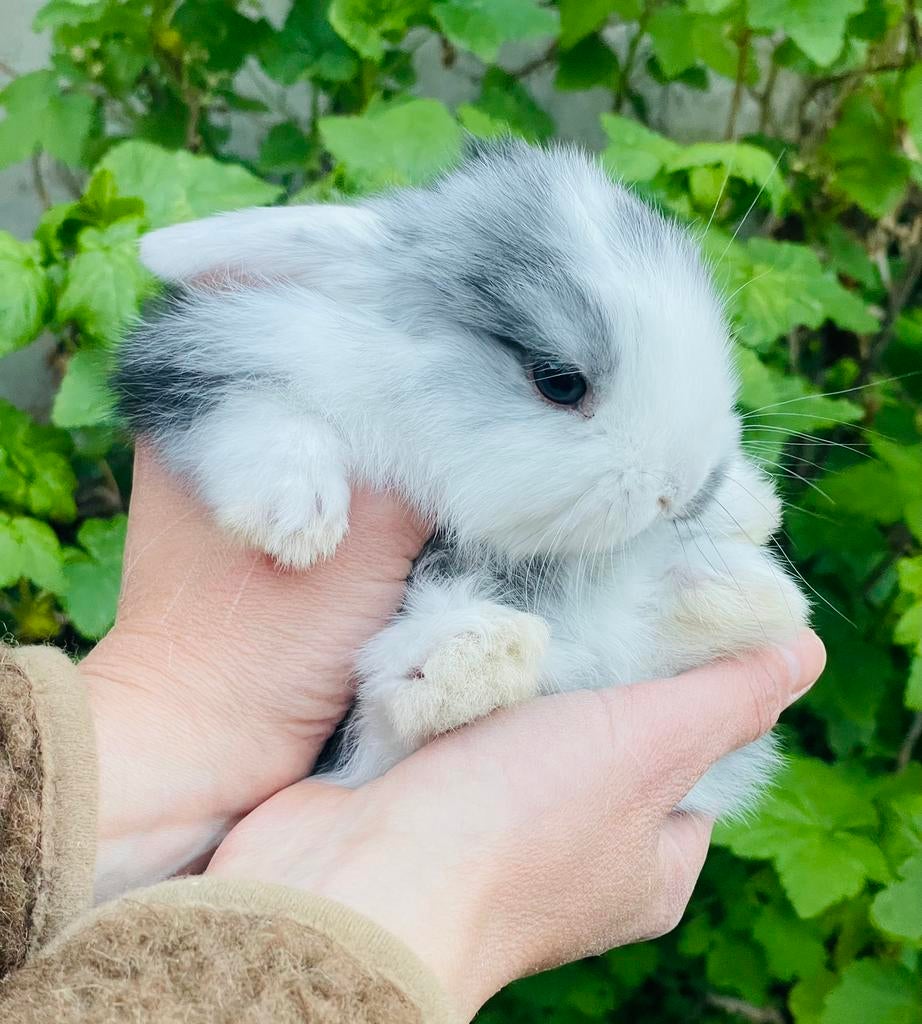 Baby dwerg hangoor Konijn, Dieren en Toebehoren, April, Geslacht onbekend, Tam