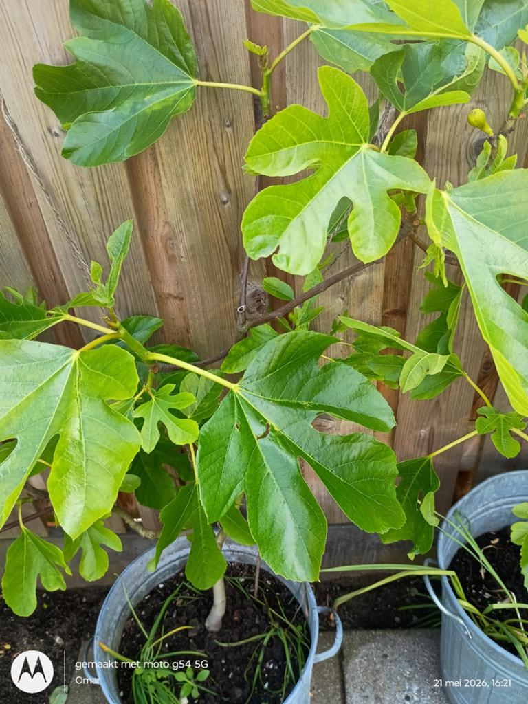 Biologische Vijgen Boom, Ophalen, Minder dan 100 cm, Vijgenboom