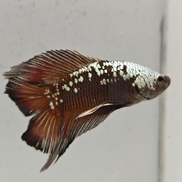 Betta splendens man 04, Vis