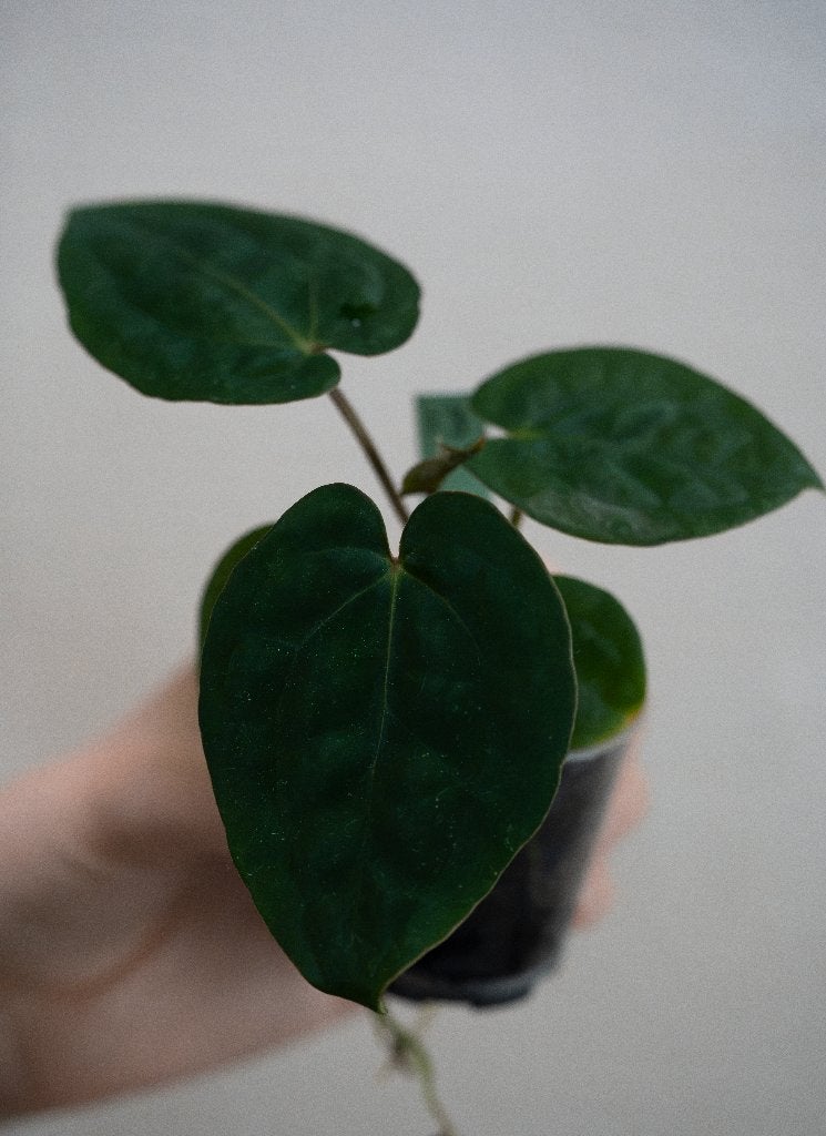 Anthurium Michelle x Papillilaminum zaailing #13, Overige soorten, Minder dan 100 cm, Groene kamerplant, Halfschaduw