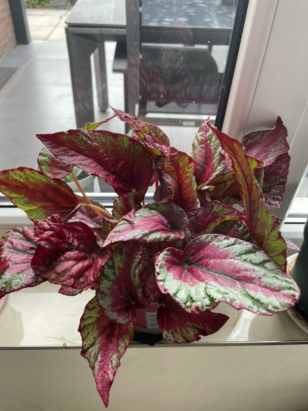 Prachtige Begonia Rex - Levendige kleuren voor uw huis, Tuin en Terras, Vaste plant, Bloeit niet, Halfschaduw, Ophalen