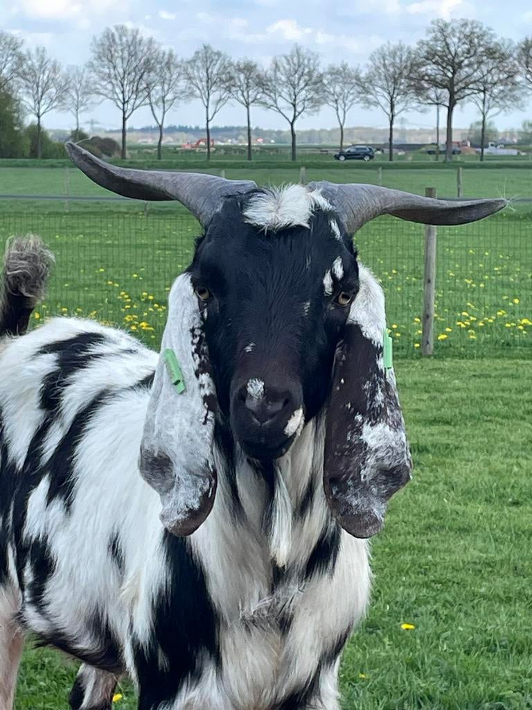 Mooie en makke Nubische dekbok., Dieren en Toebehoren, Schapen, Geiten en Varkens, Mannelijk, Geit