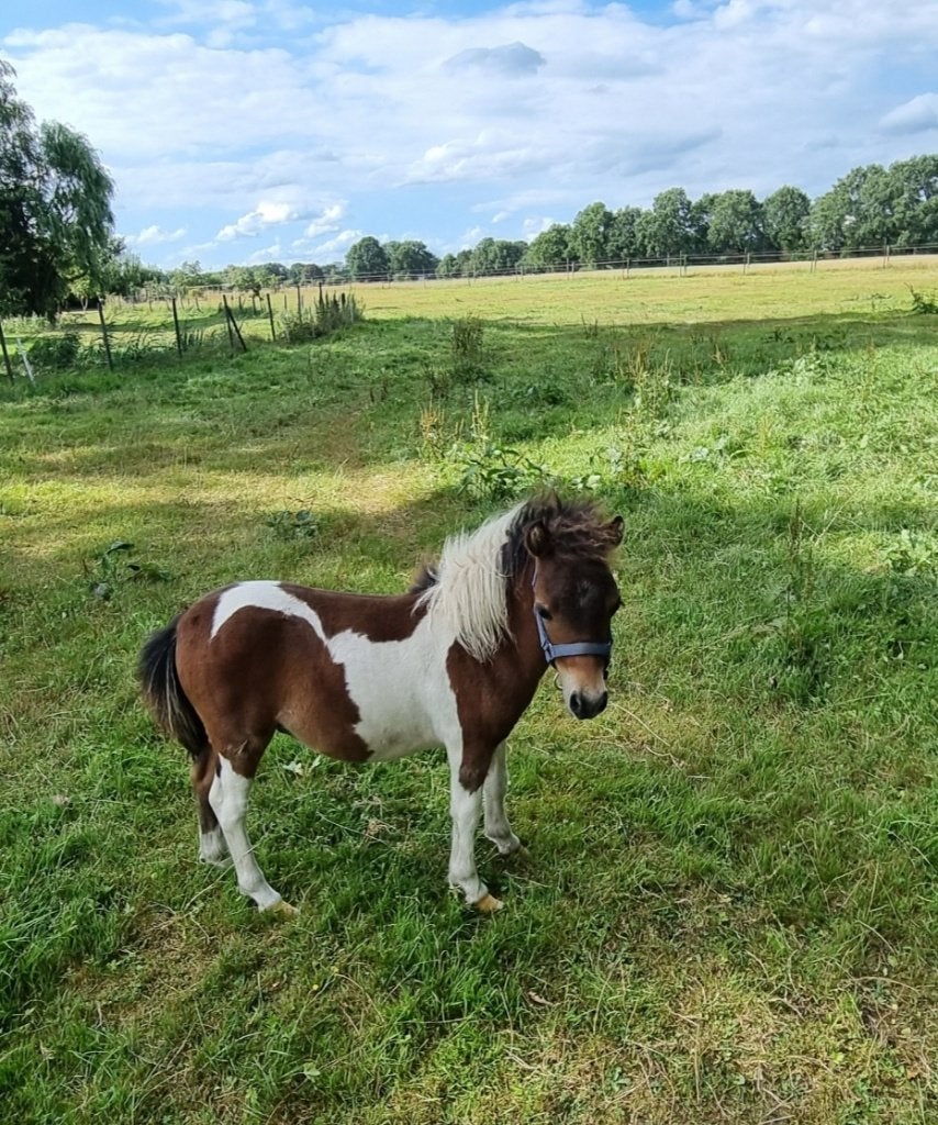 Luxe veulen, Dieren en Toebehoren, Pony's, Niet van toepassing, 0 tot 2 jaar, Hengst, A pony (tot 1.17m)