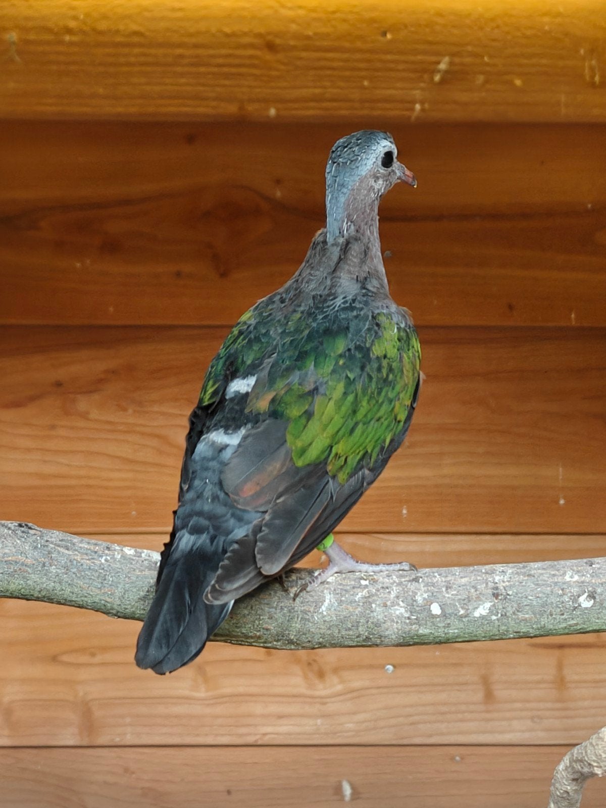 Koppel Groenvleugelduiven, Dieren en Toebehoren, Vogels | Duiven, Meerdere dieren, Overige soorten