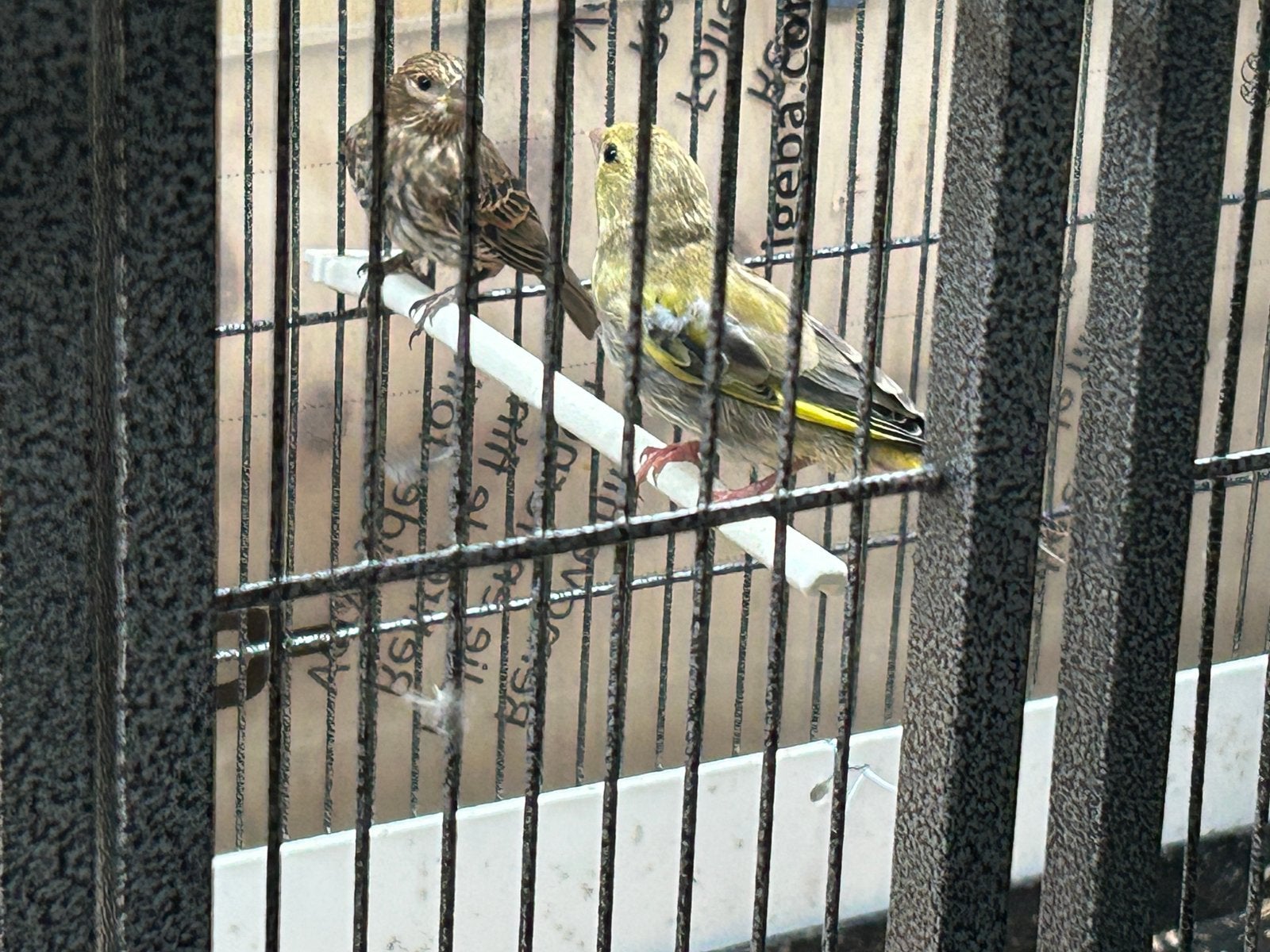 Groenlingen, kapoetsensijzen, zwartkopsijzen, mex roodmussen, Meerdere dieren, Geringd