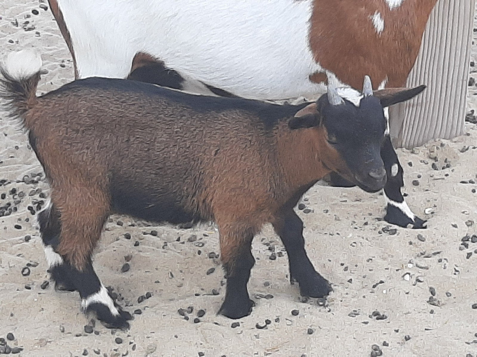 Dwerggeit bokje CL/ CAE vrij, Dieren en Toebehoren, Mannelijk, Geit