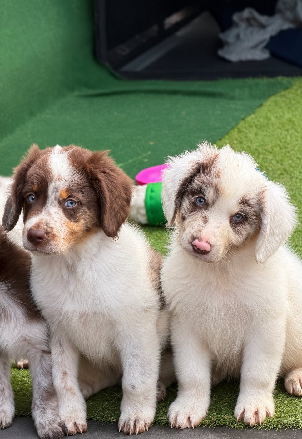 🐾 2 Prachtige Australian Shepherd reutjes 🐾, 8 tot 15 weken, Parvo, Meerdere, Meerdere dieren