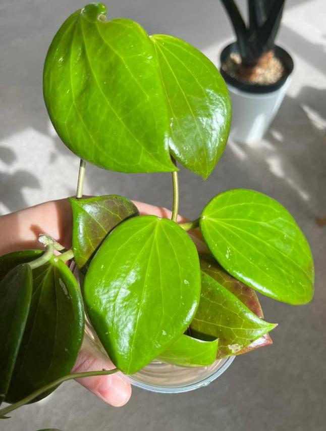 Hoya latifolia stekjes (met wortels), Huis en Inrichting, Kamerplanten, Ophalen, Halfschaduw, Minder dan 100 cm