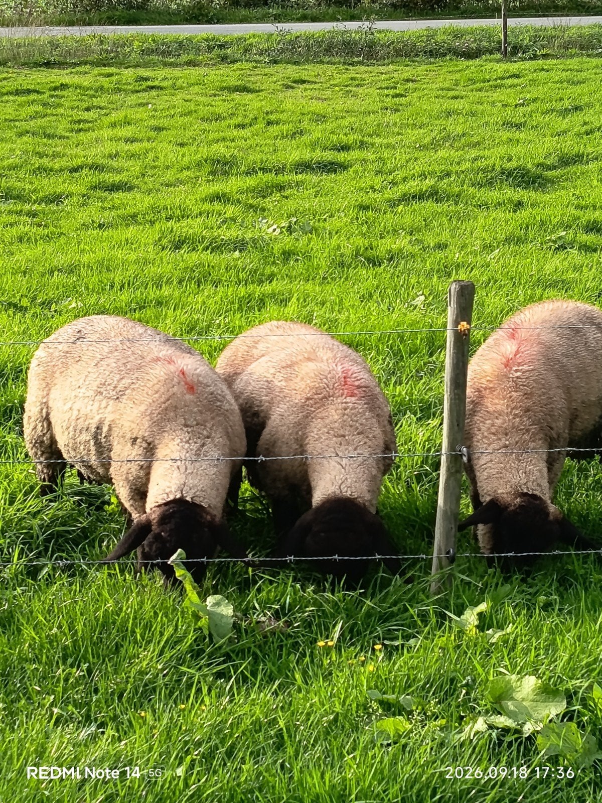 Suffolk schapen.
