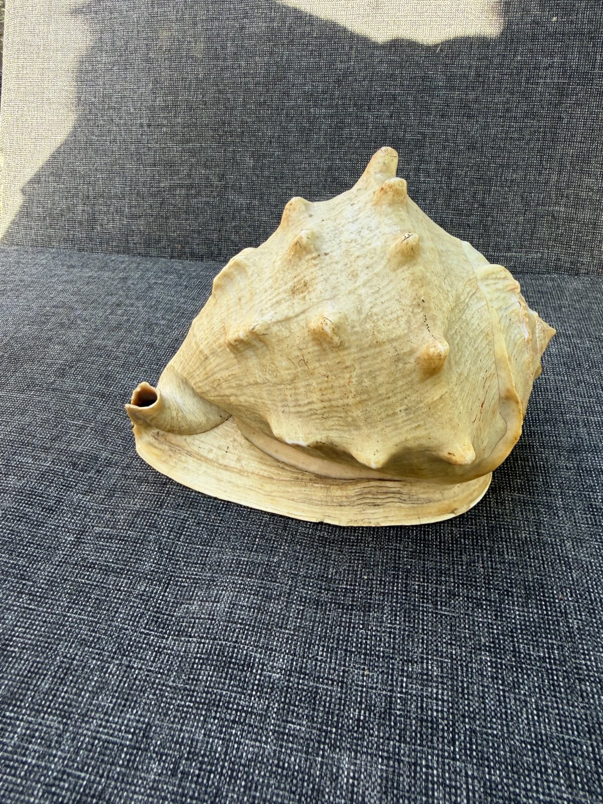 Grote Cassis Cornuta Schelp - Helm Hoornschelp, Ophalen of Verzenden, Gebruikt