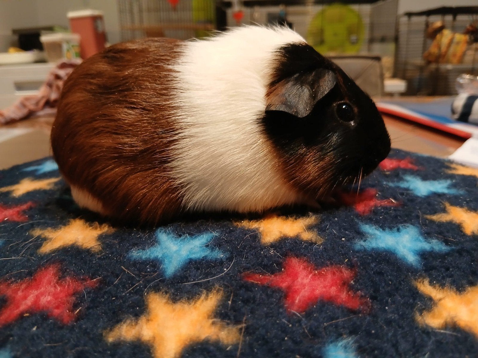 Cavia's te koop, Cavia, Juni, Meerdere dieren, Tam