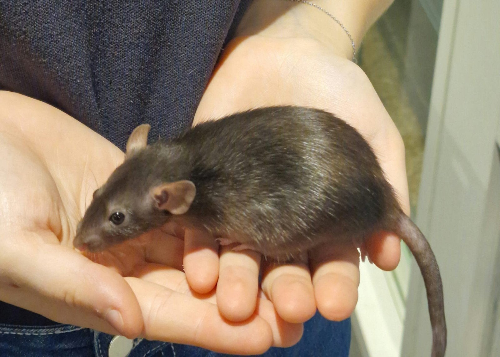 Dwergratjes super lief en super tam., Dieren en Toebehoren, Mei, Meerdere dieren, Tam