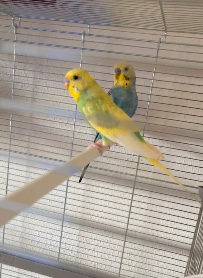2 mannetjes Grasparkieten + kooi, Ophalen of Verzenden, Zo goed als nieuw, Metaal, Vogelkooi