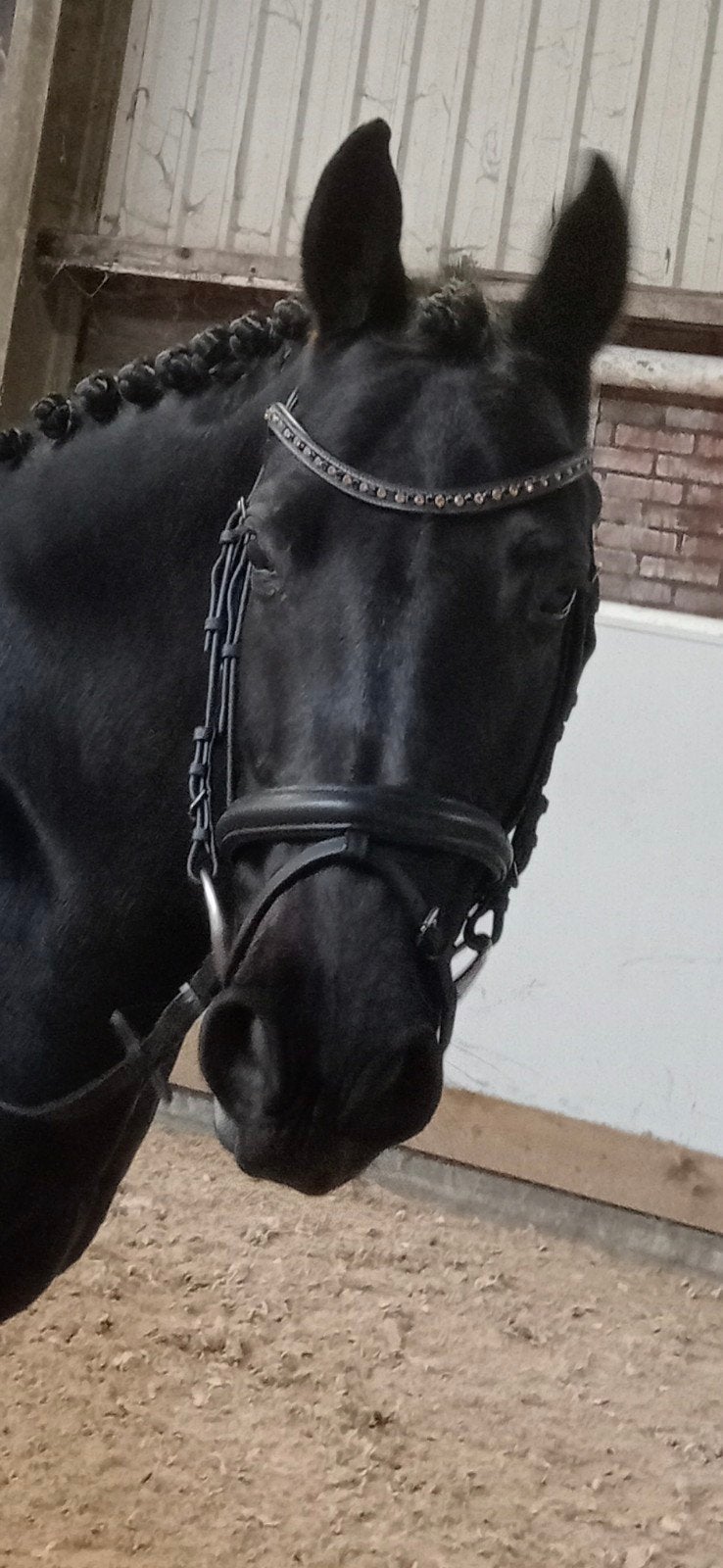 Kieffer ultrasoft hoofdstel zwart maat Cob, Kieffer, Ophalen of Verzenden, Zwart, Cob