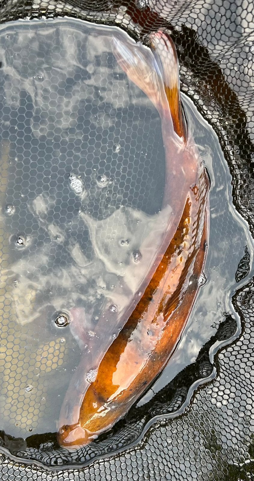 Doitsu Chagoi – 40 cm, Karper of Koi