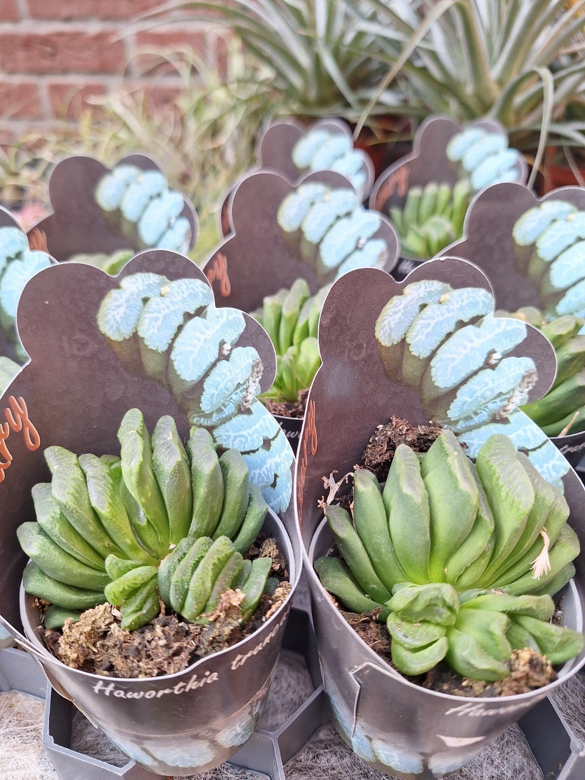 haworthia truncata, Ophalen of Verzenden, Halfschaduw, Minder dan 100 cm