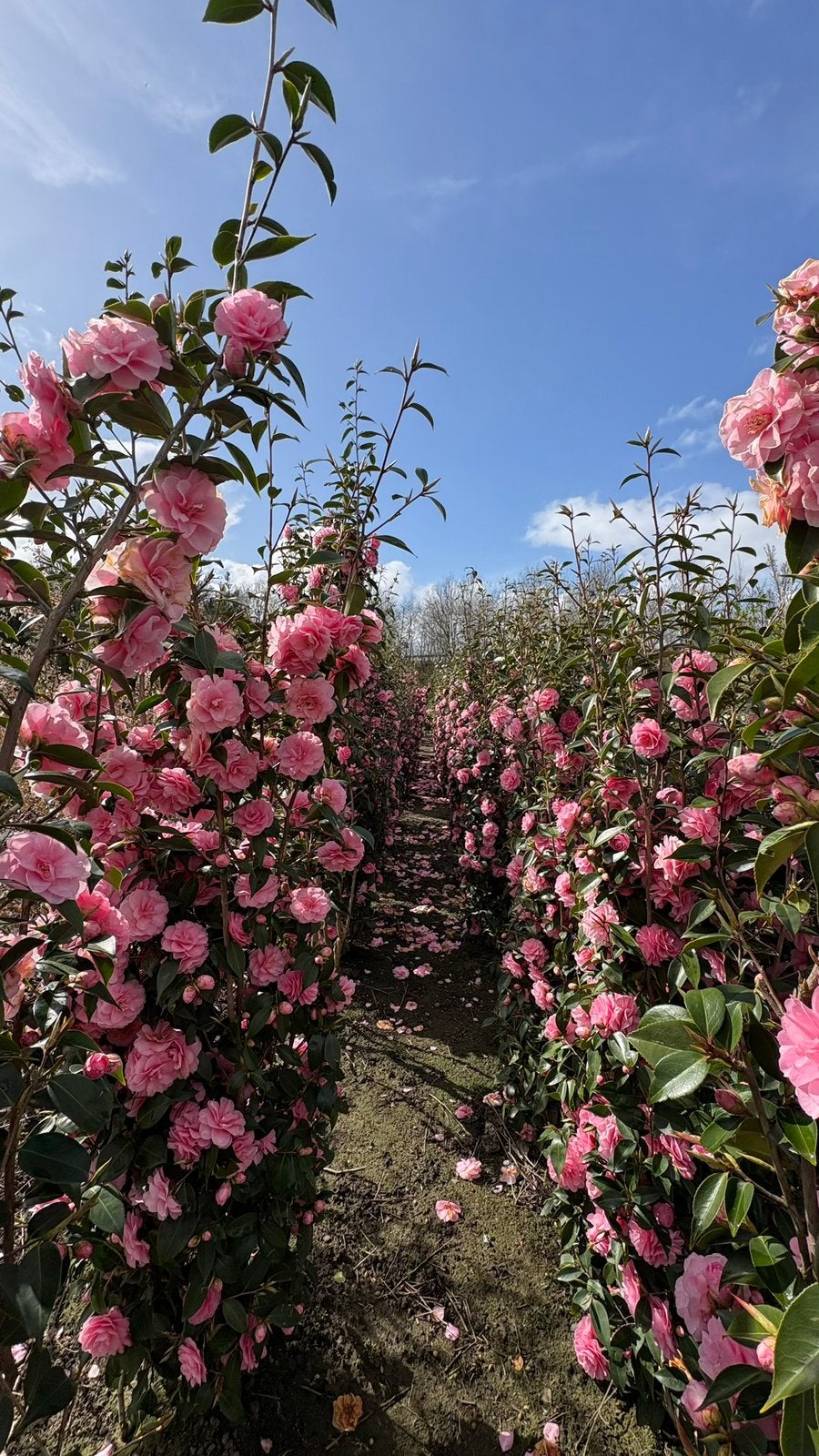 Japanse roos | Camellia Spring Festival | winterbloeier, Ophalen of Verzenden, Halfschaduw, Overige soorten